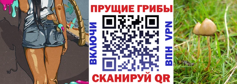 купить наркотики сайты Медынь Псилоцибиновые грибы прущие грибы
